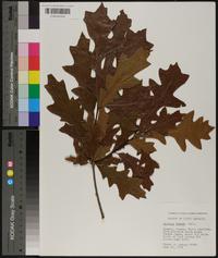 Quercus lyrata image