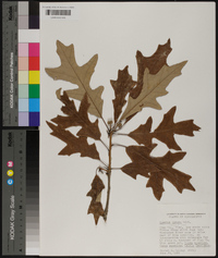 Quercus lyrata image