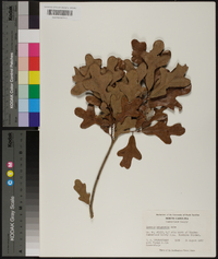 Quercus margaretta image