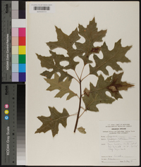 Quercus texana image