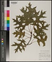 Quercus texana image