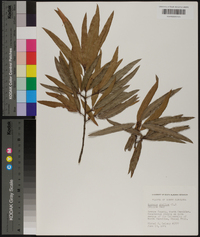 Quercus phellos image
