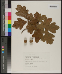 Quercus margaretta image