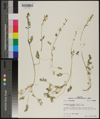 Corydalis micrantha image