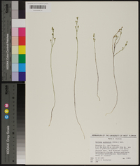 Bartonia paniculata image