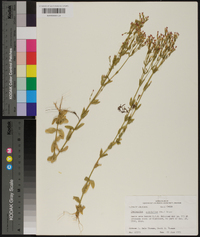 Centaurium pulchellum image