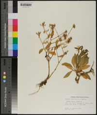Sabatia calycina image