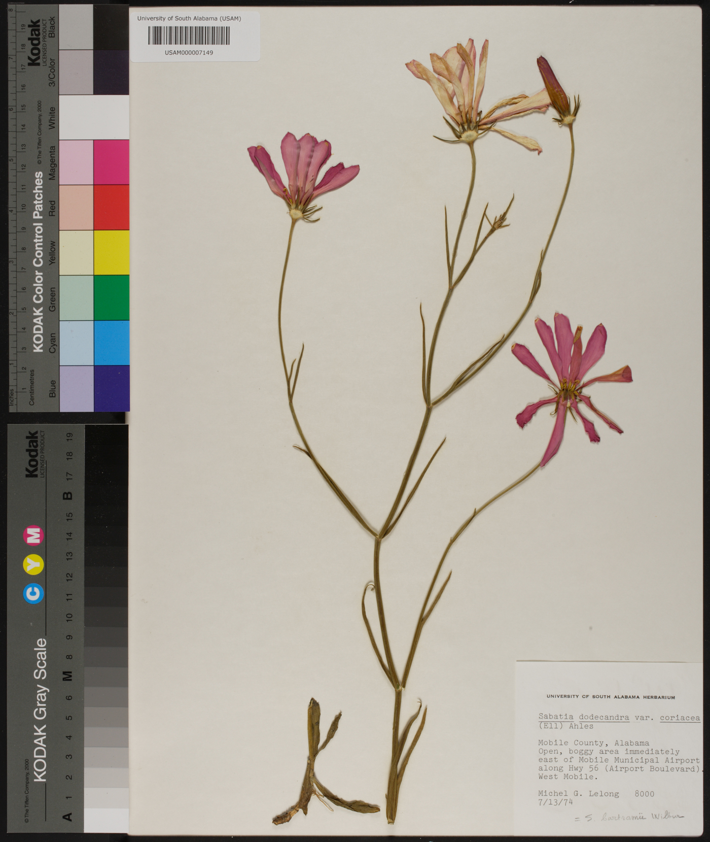 Sabatia dodecandra var. coriacea image