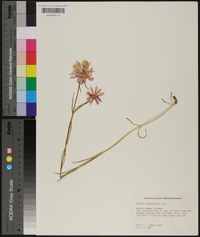 Sabatia gentianoides image