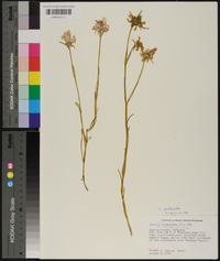 Sabatia gentianoides image