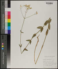 Sabatia macrophylla image