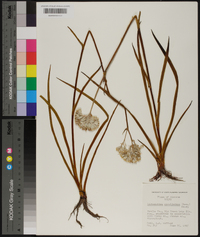 Lachnanthes caroliniana image