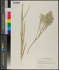 Lachnanthes caroliniana image