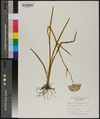 Lachnanthes caroliniana image