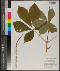 Aesculus parviflora image