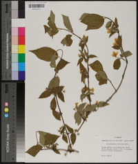 Philadelphus hirsutus image