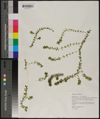 Elodea canadensis image