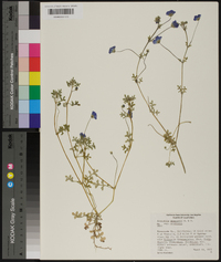 Nemophila menziesii image