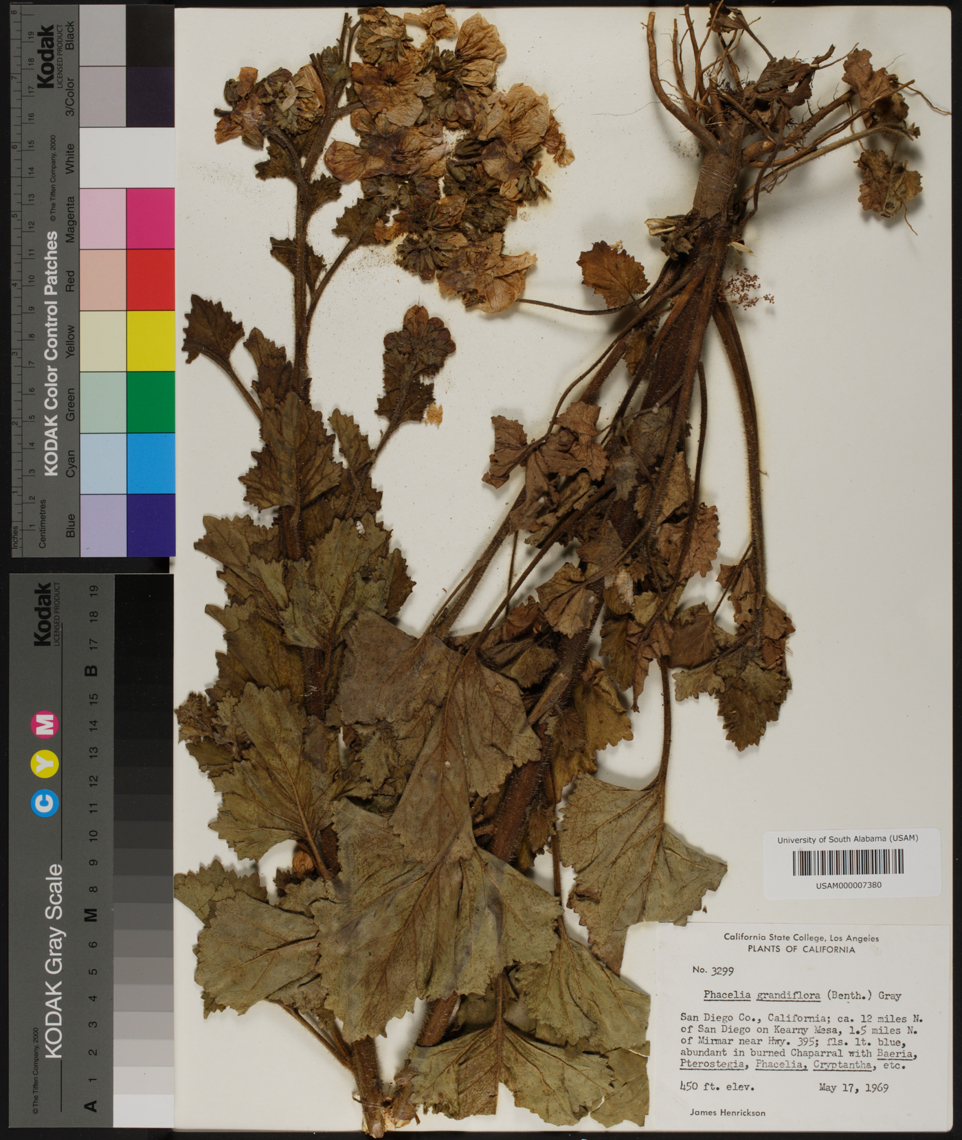 Phacelia grandiflora image