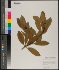 Illicium anisatum image