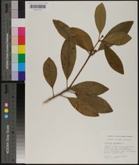 Illicium anisatum image