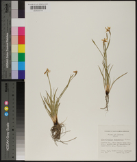 Sisyrinchium mucronatum image