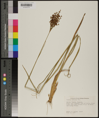 Juncus biflorus image