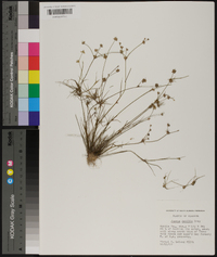 Juncus debilis image