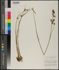 Juncus scirpoides image