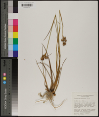 Juncus scirpoides image