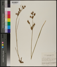 Juncus scirpoides image