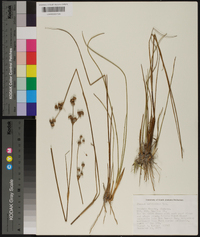 Juncus scirpoides image