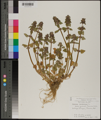 Lamium purpureum image