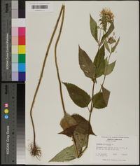 Monarda clinopodia image