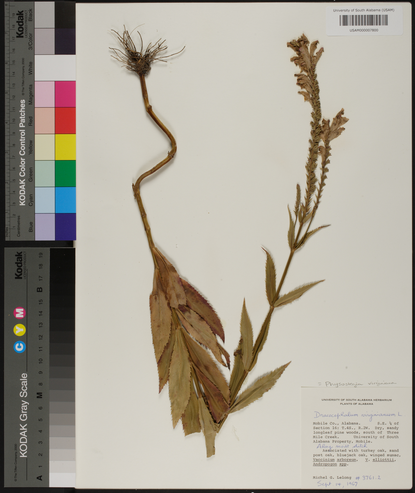 Dracocephalum virginianum image