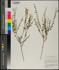 Calamintha coccinea image