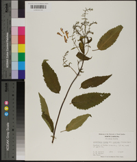 Scutellaria incana var. punctata image