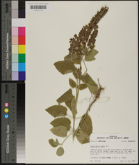 Scutellaria ovata image