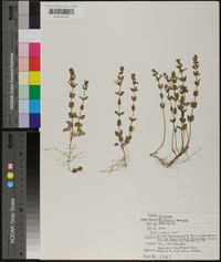 Scutellaria parvula image
