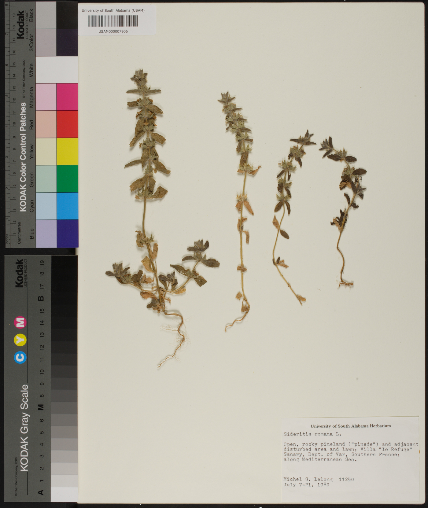 Sideritis romana image
