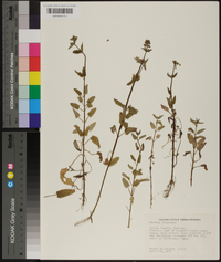 Stachys floridana image