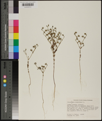 Trichostema dichotomum image