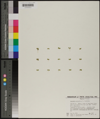 Spirodela polyrhiza image