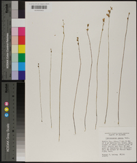 Utricularia juncea image