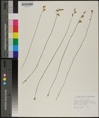 Utricularia juncea image