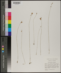 Utricularia juncea image