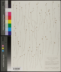 Utricularia subulata image