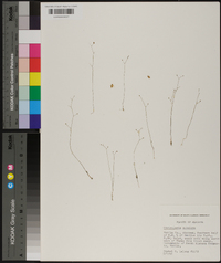 Utricularia subulata image