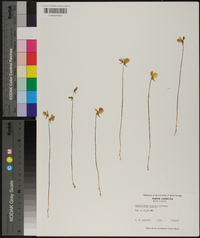 Utricularia cornuta image