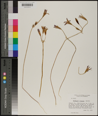 Brodiaea elegans image